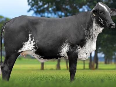 Registro: 5475CM - VITAMINA FIV CAL