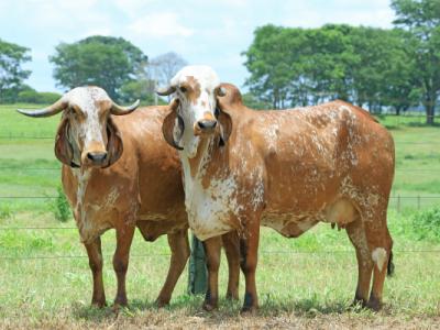 Registro: CAL11489 - Hortência Fiv Cal