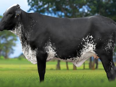 Registro: 4080CH - VESPA FIV CAL