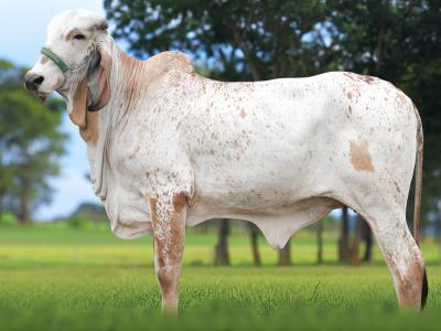 Registro: CAL15026 - VINTAGE FIV CAL