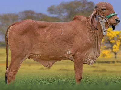 Registro: CAL15042 - UCHARIA FIV CAL