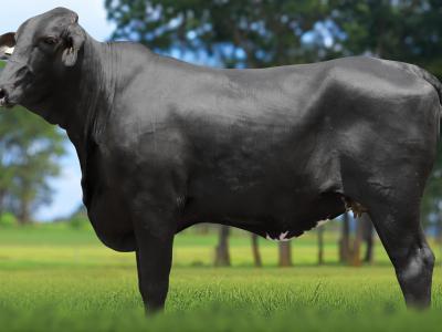 Registro: 6874CG - TRANSFORMAÇÃO FIV CAL