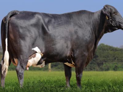 Registro: 5872AW - Moréia Fiv Cal