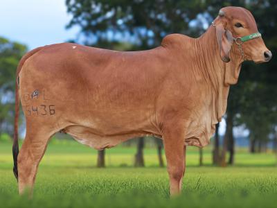 Registro: CAL15436 - AFRODITE FIV CAL