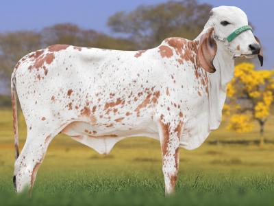 Registro: CAL15250 - ALFORRIA FIV CAL