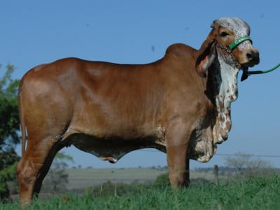 Registro: CAL8819 - Cabaleta Cal