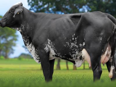 Registro: 4133CH - TASSI FIV CAL