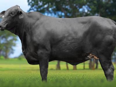 Registro: 5880CK - TATIAIA FIV CAL