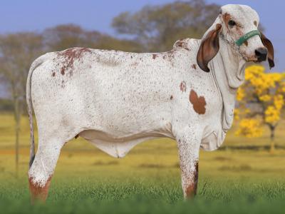 Registro: CAL15243 - ALELUIA FIV CAL