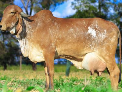 Registro: CAL12482 - Lavínia Fiv Cal