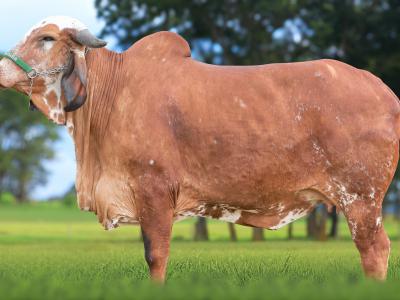 Registro: CAL14683 - TALLA FIV CAL