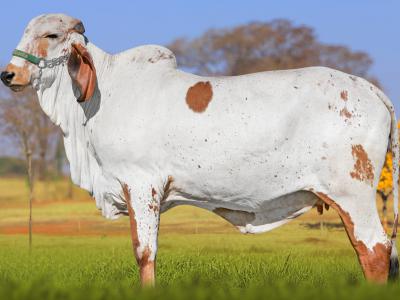 Registro: CAL14795 - VALERA FIV CAL
