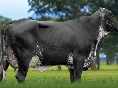 Registro: 5859CK - TELINHA FIV CAL