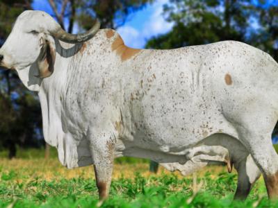 Registro: CAL10803 - Faixa Preta Fiv Cal