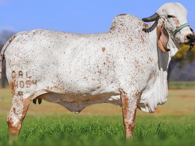 Registro: CAL14054 - SÉRIA FIV CAL