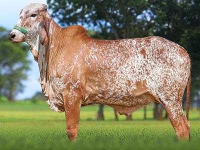 Registro: CAL15089 - AGORA FIV CAL