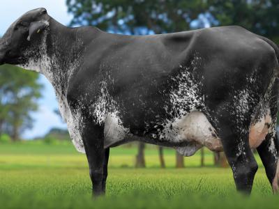 Registro: 4073CH - TALAS FIV CAL