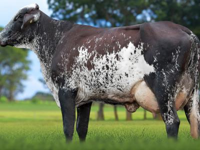 Registro: 4056CH - TUIA FIV CAL