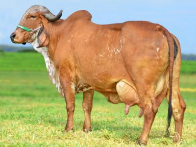 Registro: CAL9900 - Efusão Fiv Cal