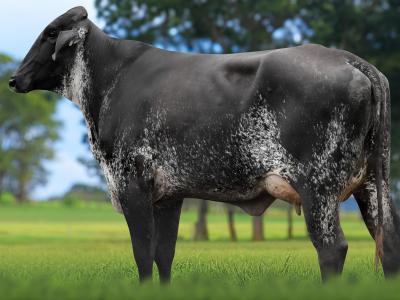 Registro: 4132CH - VARJA FIV CAL